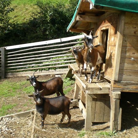 Jugend- Und Familienhotel Venedigerhof Neukirchen am Großvenediger Εξωτερικό φωτογραφία